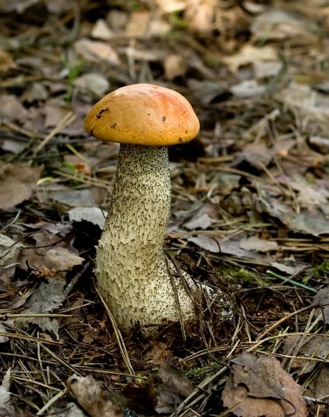 Aspen mushroom — Stock Photo, Image