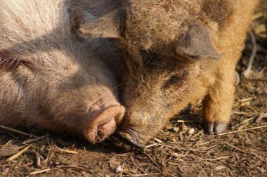 Macar mangalitsa domuz