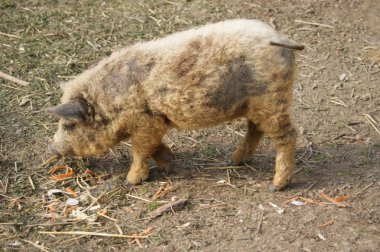 Hungarian mangalitsa pig clipart