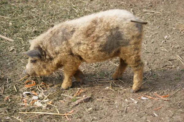 Mangalitsa porc hongrois — Photo