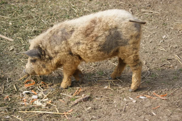 Hungarian mangalitsa pig — Stock Image Hungarian mangalitsa pig Royalty Free Stock Photos