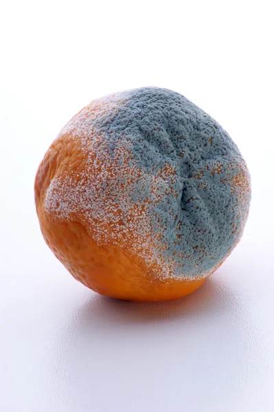Mandarim, fruta orgânica bolorenta — Fotografia de Stock