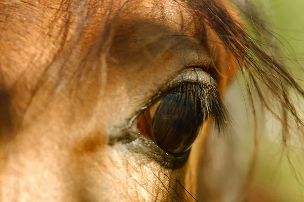 Jeden brązowy koń na polu — Zdjęcie stockowe