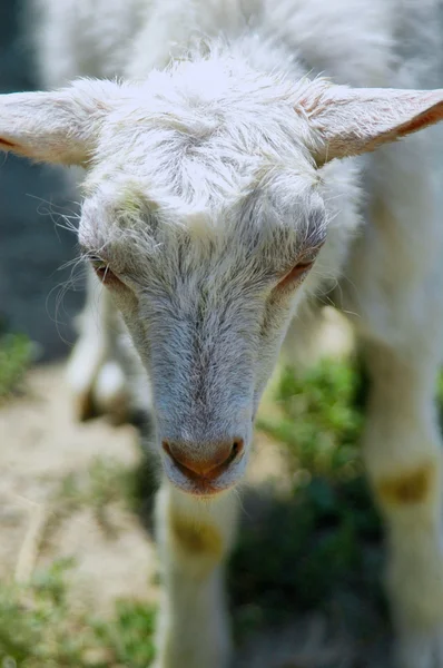 Один молодий козел без рогу на полі — стокове фото