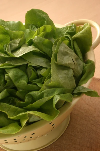 Frischer und gesunder Bio-Salat — Stockfoto
