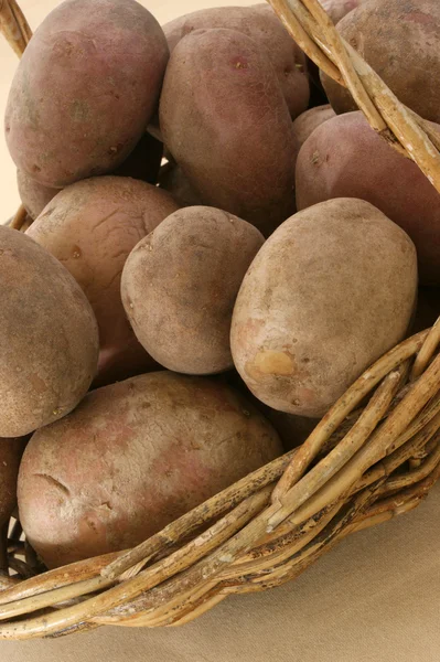 Some fresh organic potato — Stock Photo, Image