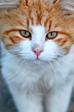 Portrait of an young red white cat clipart