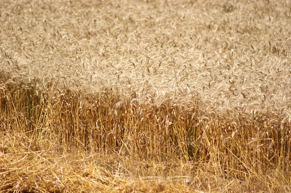 stock image Reap grain during the summer on a field