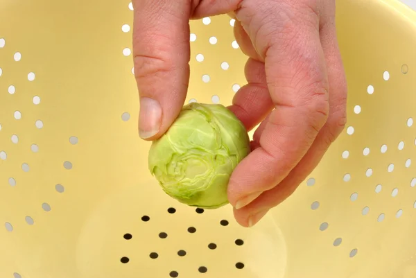 Brüksel lahanası — Stok fotoğraf