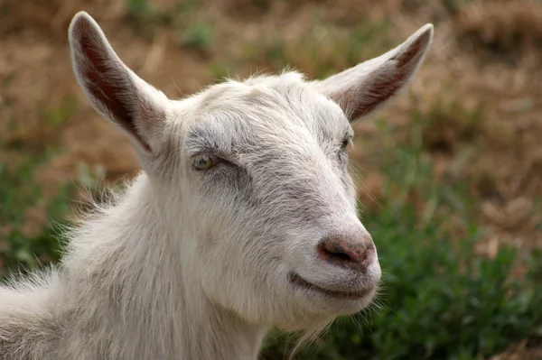 Retrato de uma jovem cabra branca sem chifres — Fotografia de Stock