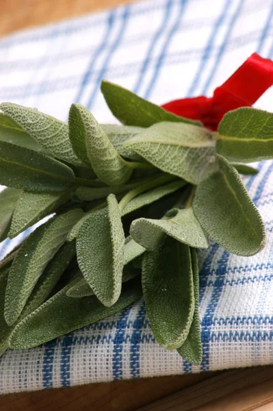 Salvia biologica, ideale come spezia per ogni cucina — Foto Stock