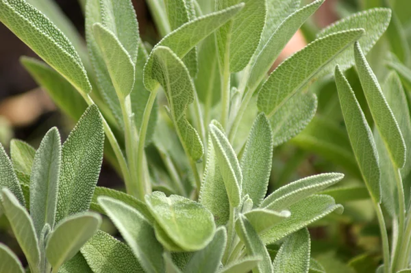 stock image Organic sage, ideal as spice for every kitchen