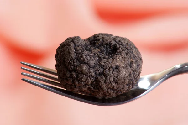 stock image One organic summer truffle on a fork