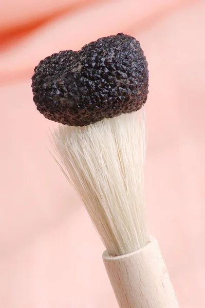 Organic summer truffle and a brush to clean — Stock Photo, Image