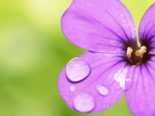 Waterdrops çiçek