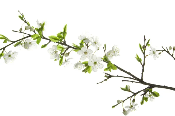 stock image Apple-tree flowers