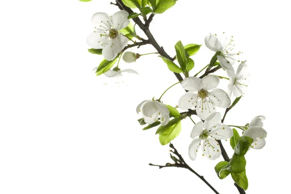 Stock image Apple-tree flowers