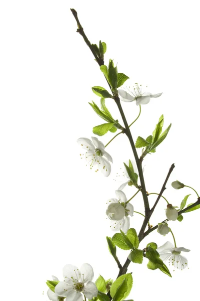 stock image Apple-tree flowers