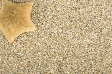 Starfish on sand clipart