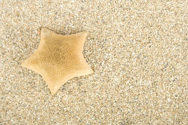 Sjöstjärna på sand — Stockfoto