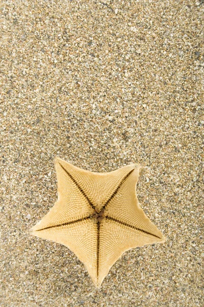 Αστερίας στην άμμο — Φωτογραφία Αρχείου