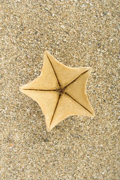 Étoile de mer sur sable — Photo