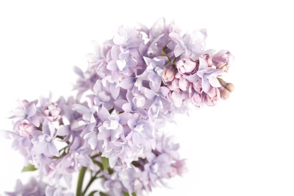 Tak van lila — Stockfoto