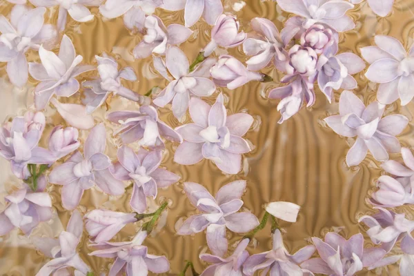Fioletowe kwiaty na wodzie — Zdjęcie stockowe