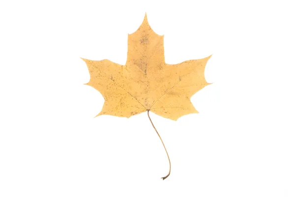 Podzimní javorový list — Stock fotografie