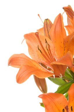 Orange lilies clipart