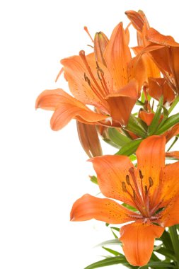 Tiger lily clipart