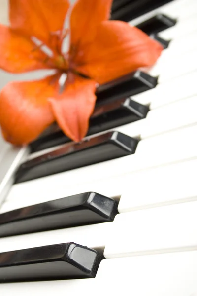 Lelie op de piano — Stockfoto