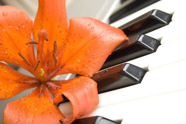 Lily no piano — Fotografia de Stock