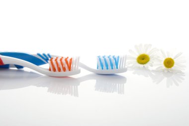 Toothbrushes and chamomile flowers clipart