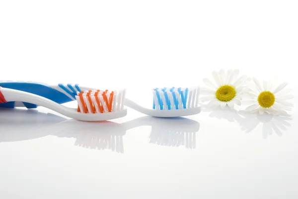 Toothbrushes and chamomile flowers — Stock Photo, Image