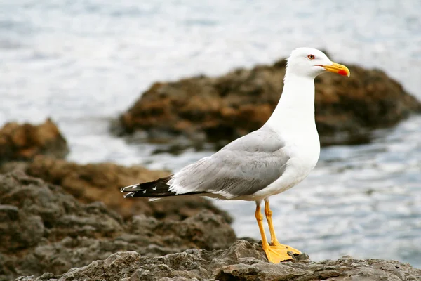 Seagull on rocks by the sea — Stock Photo, Image