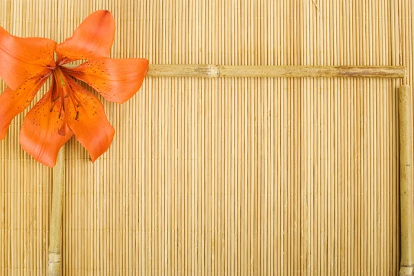 タイガーリリー （オニユリ） オレンジ — ストック写真