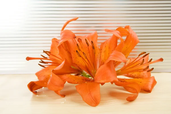 橙色虎百合 — 图库照片