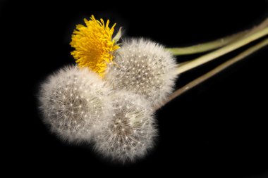 siyah arka plan üzerine izole dandelions