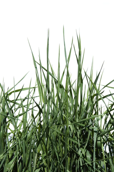 Zelená tráva izolované na bílém pozadí — Stock fotografie