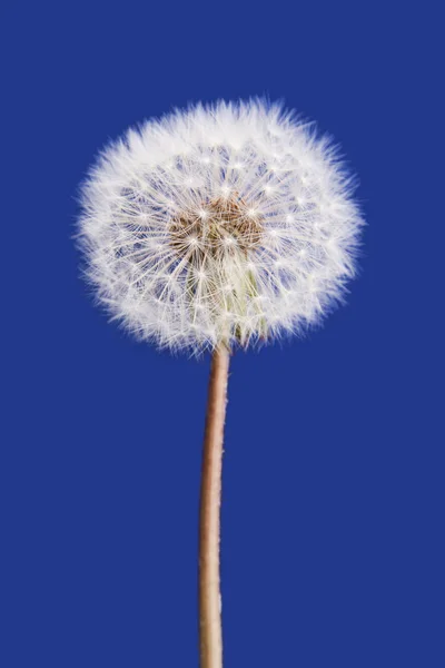 Dandelion isolated on blue background — Stock Photo, Image