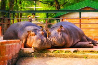 HDR image of two hippos at a zoo taking a nap clipart