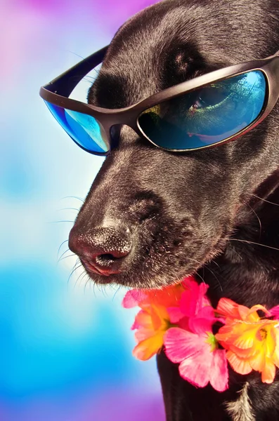 Lucu labrador campuran anjing memakai lei dan kacamata hitam — Stok Foto