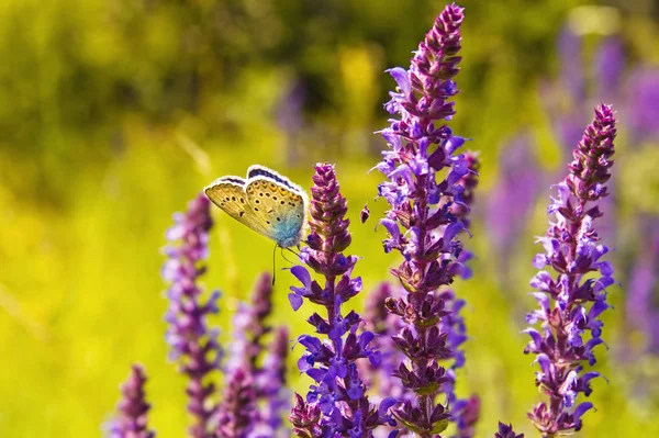 stock image Amanda's Blue butterfly in a field