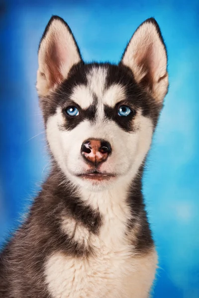 Schattig Siberisch husky puppy — Stockfoto