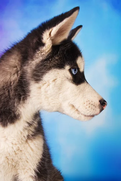Bonito siberiano husky filhote de cachorro — Fotografia de Stock