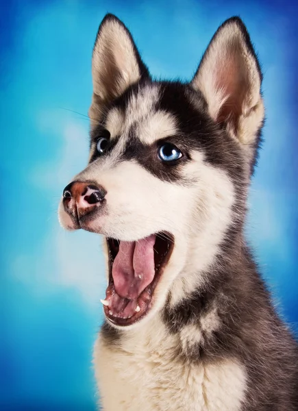Cute siberian husky puppy — Stock Photo, Image