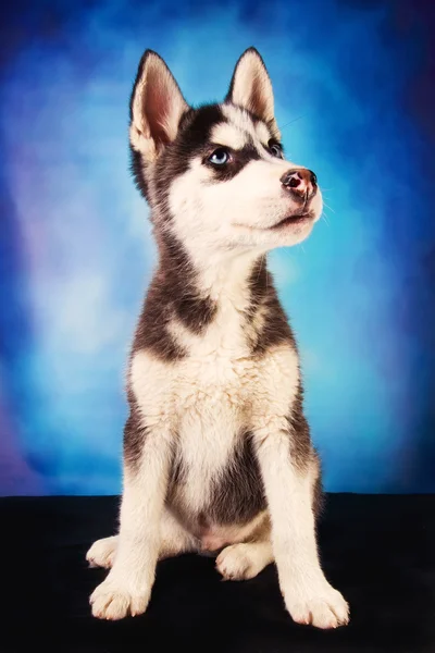可爱的西伯利亚哈士奇小狗 — 图库照片