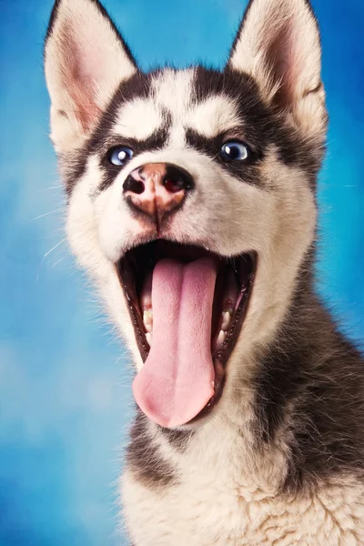 Anjing nakal siberian yang lucu — Stok Foto