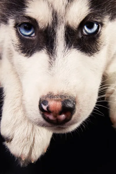 Bonito siberiano husky filhote de cachorro — Fotografia de Stock
